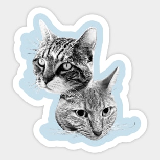 Cats!!! Sticker